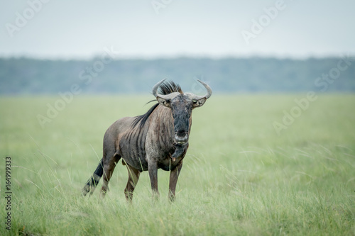 Plakat w ramie Blue wildebeest starring at the camera.