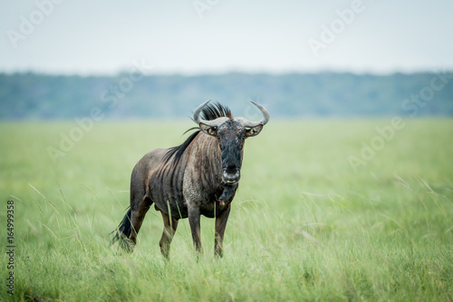Fototapeta Naklejka Na Ścianę i Meble -  Blue wildebeest starring at the camera.