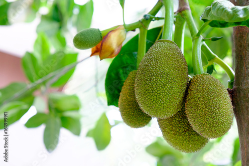Little fresh jackfruit on the tree