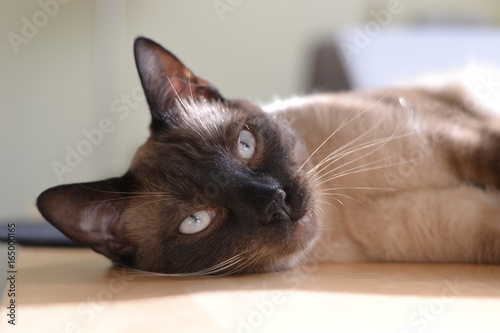 Gato siamés tumbado concentrado