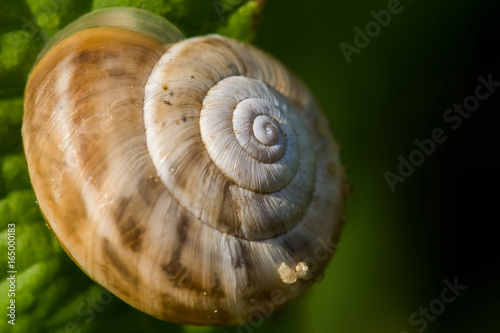 A Snail Resting on a Plant in the Hot Summer Sun