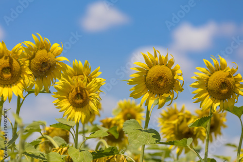 Sunflower field landscape on blue sky