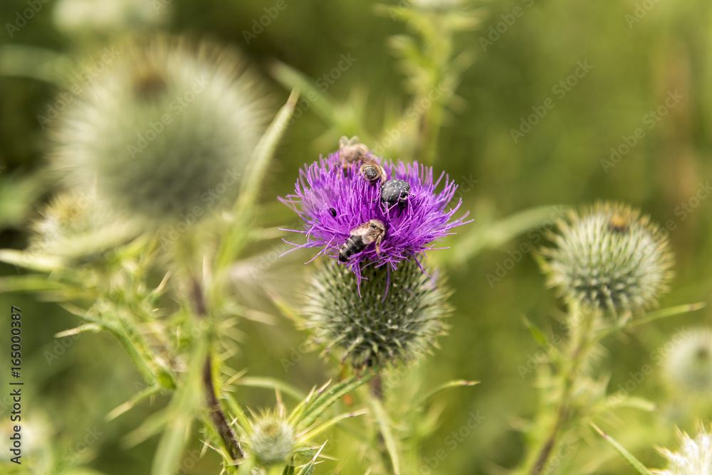 Bee on a single flowering thistle on a meadow