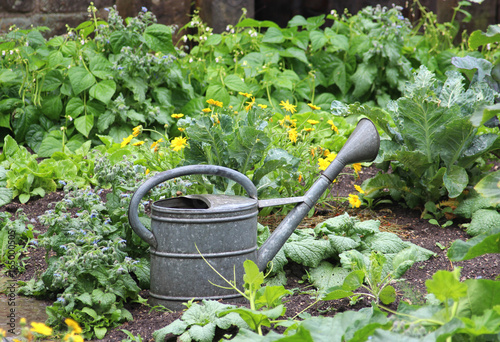vegetable garden, zinc watering can