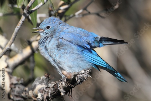 Mountain Bluebird (Sialia currucoides) photo