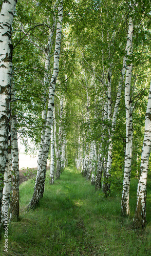 Fototapeta Naklejka Na Ścianę i Meble -  A birch grove in the spring