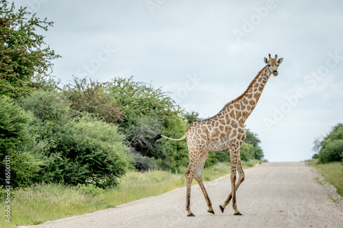 Giraffe crossing the road in Etosha.