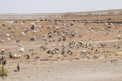 Goats flock grazing.