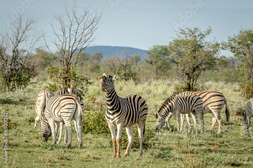 Herd of Zebras standing in the grass.