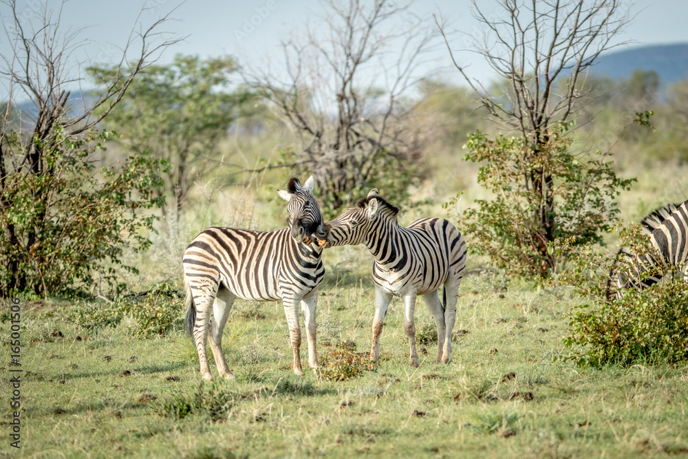 Fototapeta premium Two Zebras bonding in the grass.