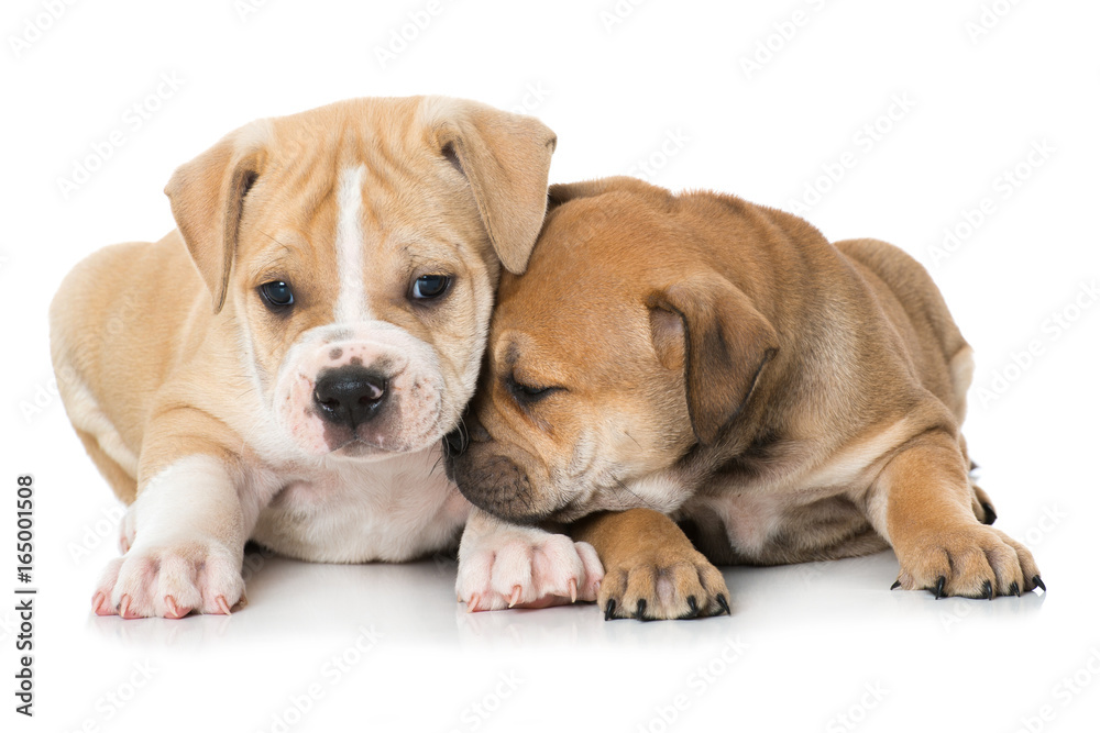 Zwei kuschelnde Welpen Zwei kuschelnde Welpen