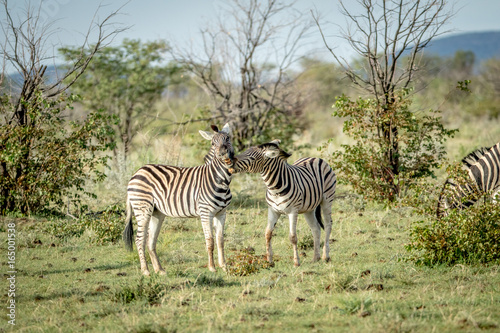 Two Zebras bonding in the grass.