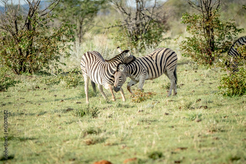 Two Zebras bonding in the grass.