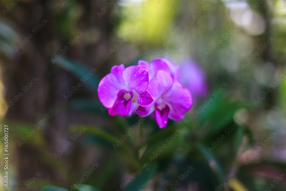 Fototapeta premium flower