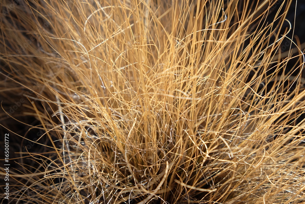 Dry grass in sunlight Dry grass in sunlight