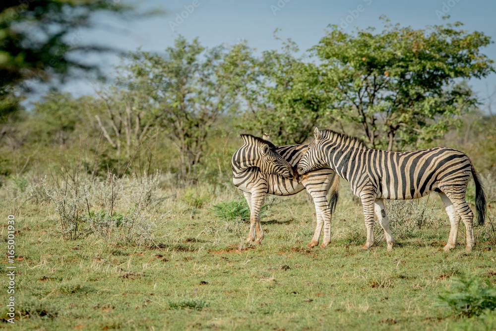 Obraz premium Two Zebras bonding in the grass.