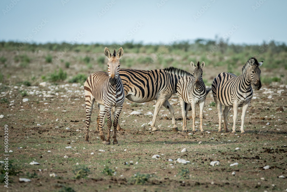 Obraz premium Herd of Zebras standing in the grass.