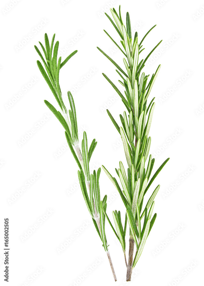 Obraz premium Rosemary on a white background