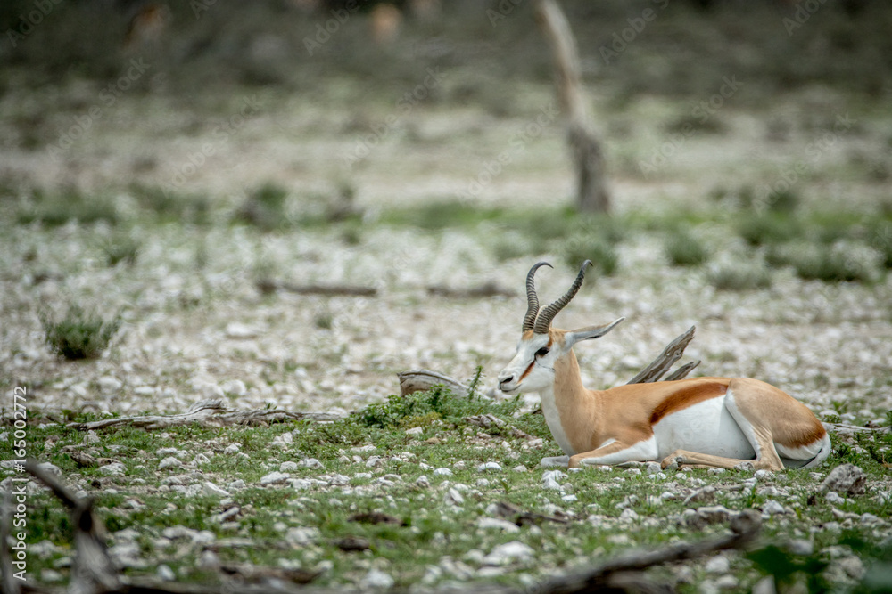 Springbok laying in the grass in Etosha. Springbok laying in the grass in Etosha.