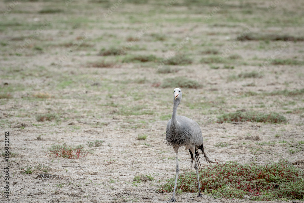 Fototapeta premium Blue crane walking in the grass.