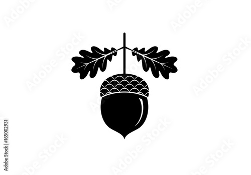 Acorn icon or logo in modern line style. Vector illustration on a white background.