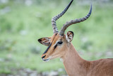 Close up of a Black-faced impala.