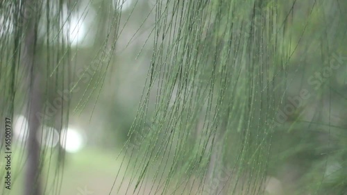 Foliaje