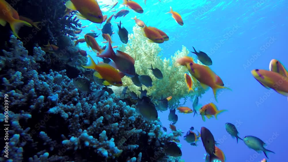 Video shooting at a shallow depth. The corals and tropical fish.
Video shooting at a shallow depth. The corals and tropical fish.
