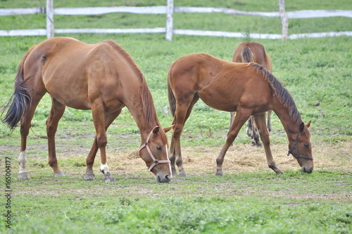 Brown Horses on a Field