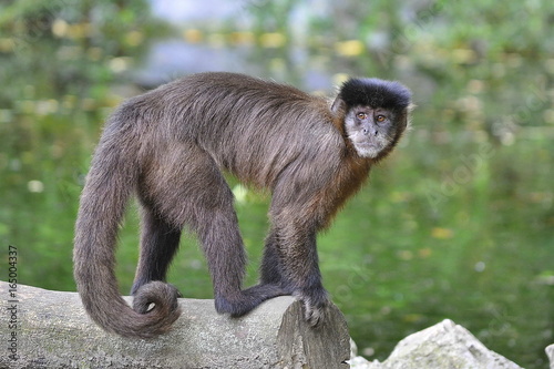 Monkey on a Tree