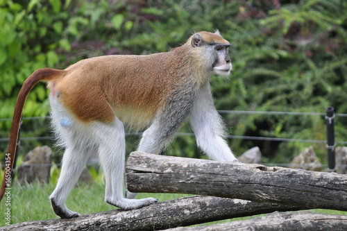 Baboon Monkey on a Tree