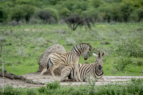 Mother and baby Zebra in the grass.