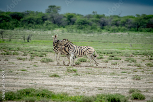 Two Zebras fighting in the grass.