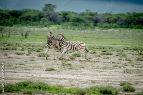 Two Zebras fighting in the grass.