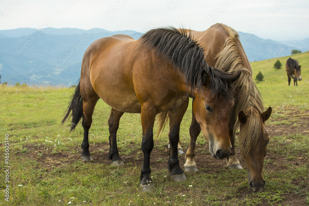Beautiful horses on the green mountain top. Green mountain landscape. Beautiful horses on the green mountain top. Green mountain landscape.