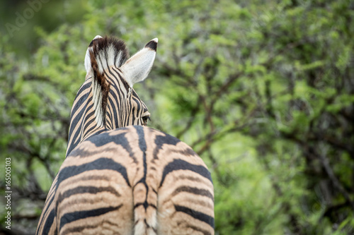 Zebra photographed from behind in Etosha.