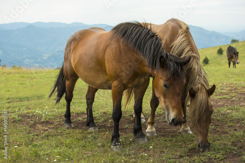 Beautiful horses on the green mountain top. Green mountain landscape. © Addoro