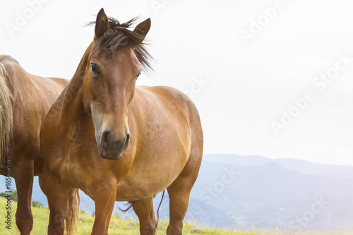 Beautiful horse on the green mountain top. Green mountain landscape.