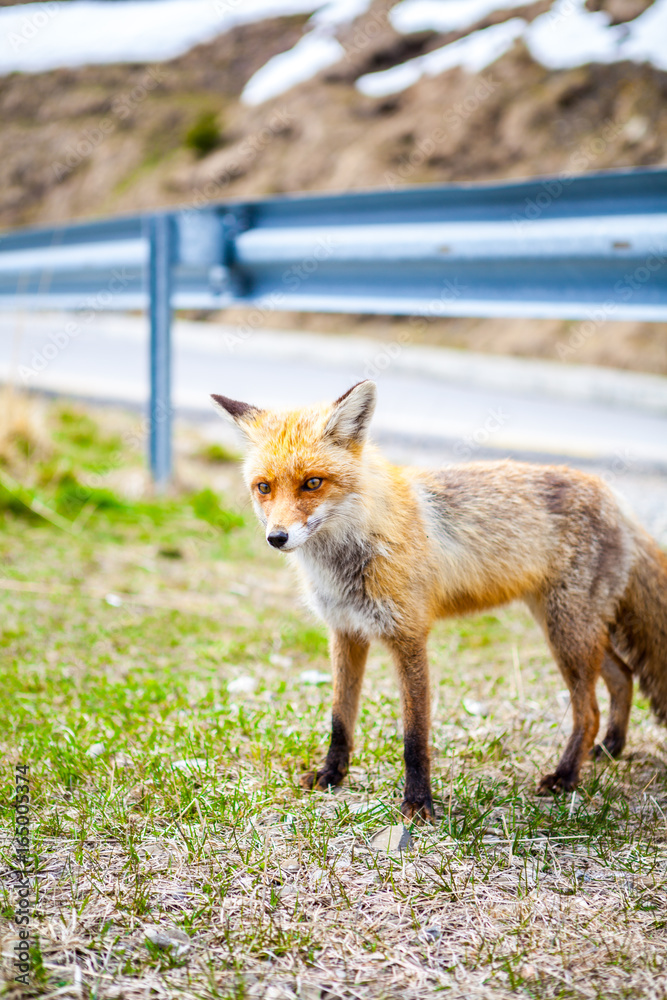 Fototapeta premium Red Fox. Fox. hitch-hike Fox. Fox on the road