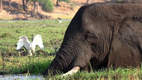 Wild Elephants in the Chobe National Park (Botswana) as 4K footage