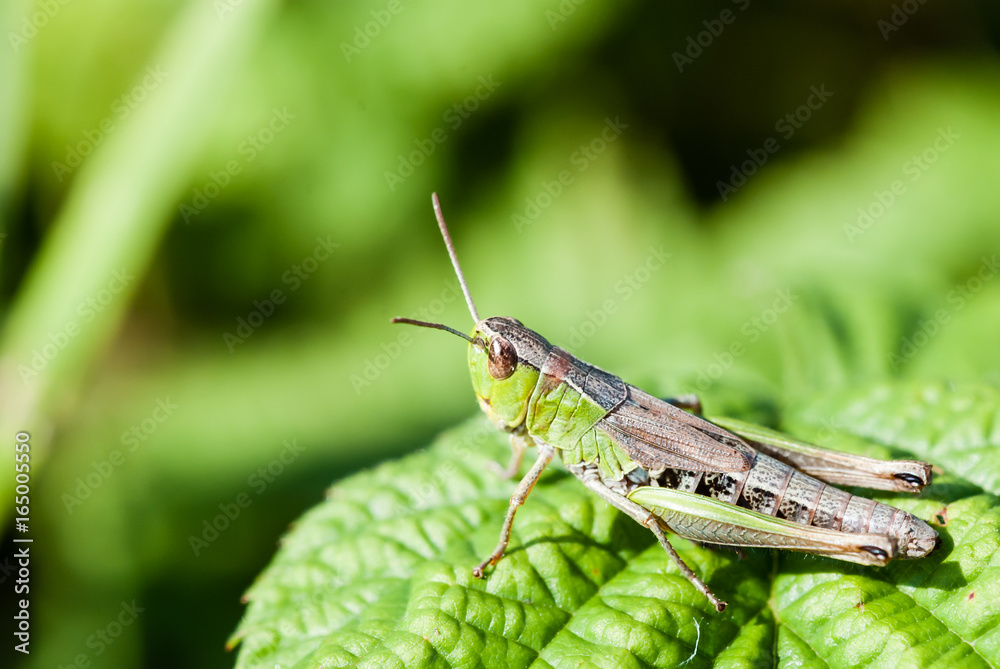 Macro shot of big green grasshopper Macro shot of big green grasshopper