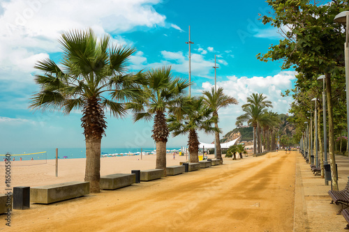 Obraz na płótnie Palm trees on beach promenade in Calella on Costa Brava Spain.