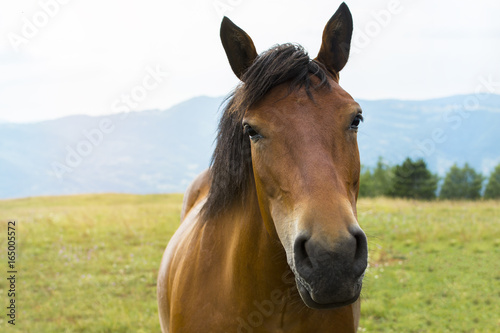 Beautiful horse on the green mountain top. Green mountain landscape. © Addoro
