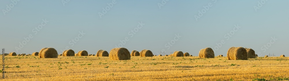 Fototapeta premium close up view to panorama with rolls on the wheat field in Ukraine