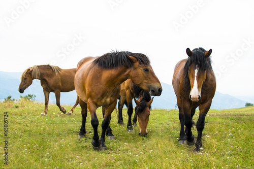 Beautiful horses on the green mountain top. Green mountain landscape.