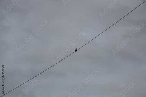 Bird on a Wire