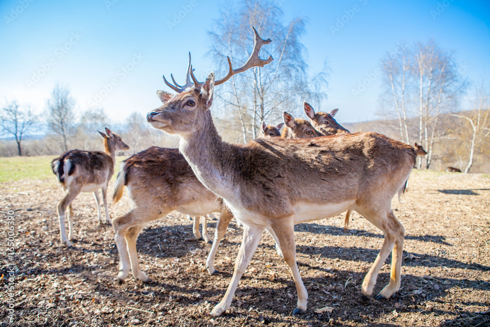 Spotted fallow deer. Fawn deer portrait. young deer. Buck Deer portrait horns. Spotted fallow deer. Fawn deer portrait. young deer. Buck Deer portrait horns.