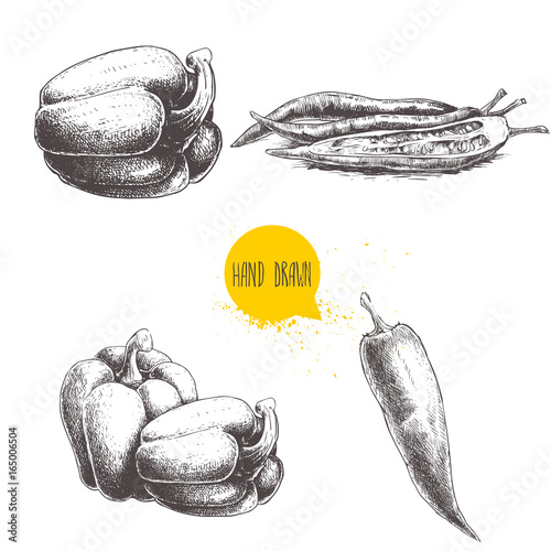 Hand drawn sketch collection of different types of pepper. Bell sweet pepper composition and red hot chili peppers single and sliced. Vintage market fresh vegetables set. 
