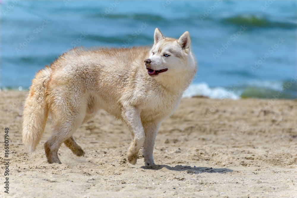 Husky breed dog