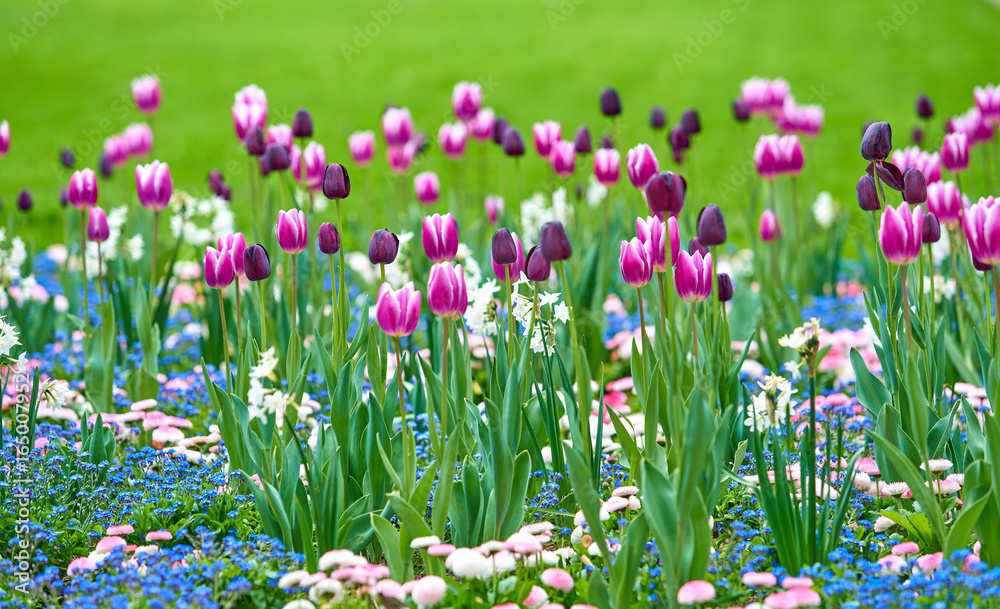Beautiful flowers background. Floral background Beautiful flowers background. Floral background